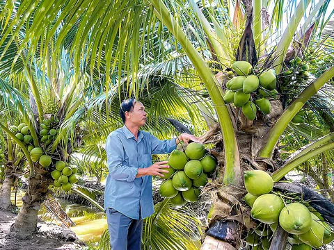 Khai thác lợi thế để xuất khẩu nông sản hữu cơ sang thị trường Trung Quốc