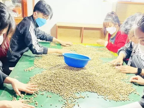 Dự báo giá cà phê ngày 3/4/2025, tiếp đà tăng