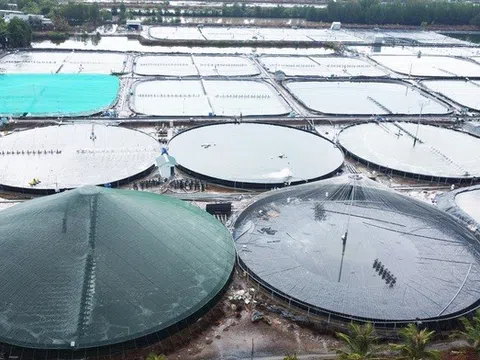 Cà Mau không để đứt gãy chuỗi sản xuất tôm khi Mỹ áp thuế đối ứng 46%