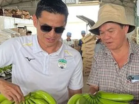 Bầu Đức nói không xuất khẩu chuối sang Mỹ