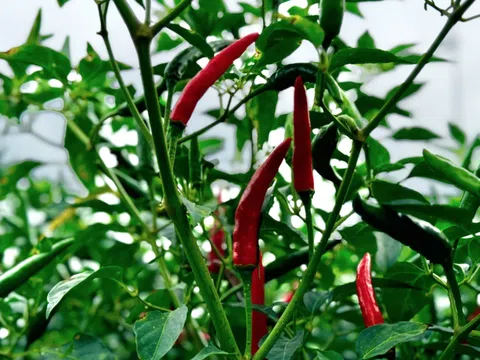 Trung Quốc tiêu thụ mạnh, giá ớt tăng cao kỷ lục, nông dân Quảng Ngãi trúng đậm