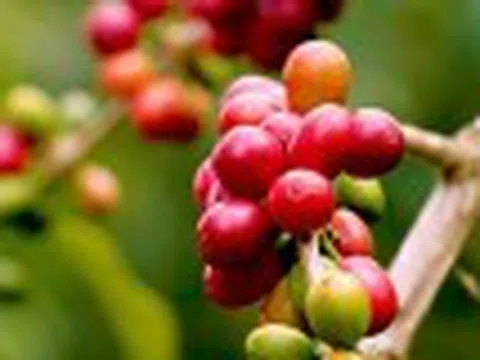 Cà phê Việt có thể mất lợi thế so với Brazil trên thị trường Mỹ