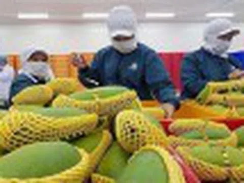 Đơn hàng của doanh nghiệp rau quả được nối lại sau lệnh hoãn áp thuế 90 ngày của Mỹ