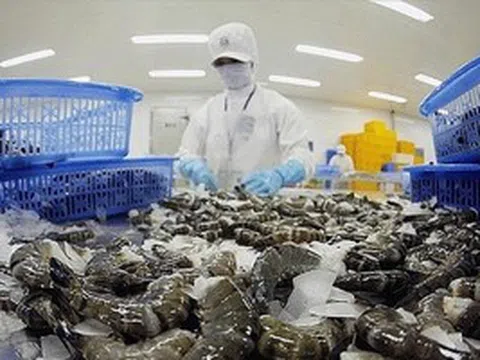 Thị phần xuất khẩu sang Mỹ gần như bằng 0, 'ông lớn' ngành tôm báo doanh thu bùng nổ gấp 2 lần