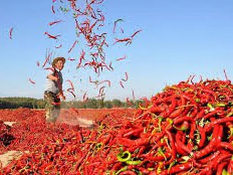 Ớt, chanh leo, tổ yến Việt Nam xuất khẩu chính ngạch vào Trung Quốc