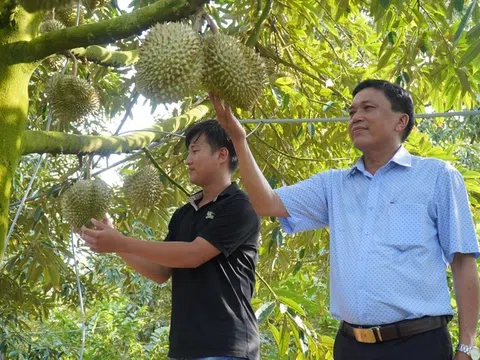 Sầu riêng rớt giá, thương lái vừa gom hàng vừa lo