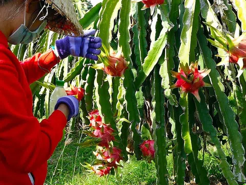 Thanh long sạch Hòa Lệ giúp nông dân Hàm Thuận Bắc ngày một khấm khá