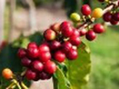 Mỹ xem xét miễn thuế cà phê, ngành cà phê toàn cầu kỳ vọng tín hiệu tích cực