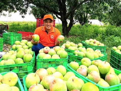 Sáp nhập Khánh Hòa - Ninh Thuận: Rong nho, xoài, bưởi, chôm chôm, sản phẩm nông nghiệp 'bát ngát'
