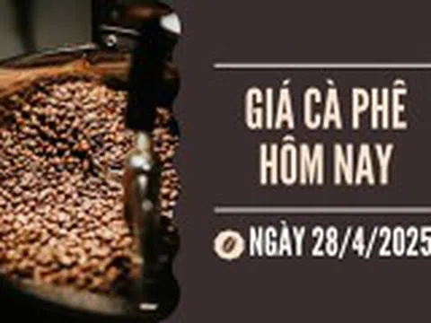 Giá cà phê 28/4: Nông dân vẫn còn giữ khoảng 40% sản lượng thu hoạch vụ 2024-2025