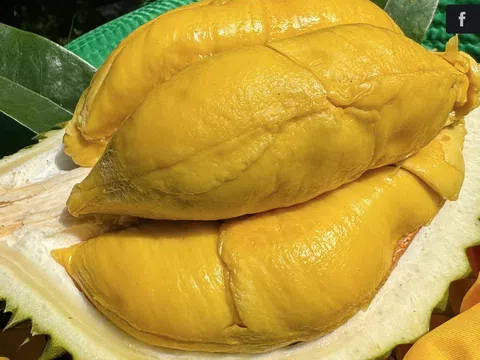 Sầu riêng Việt nguy cơ thất thế ở thị trường Trung Quốc