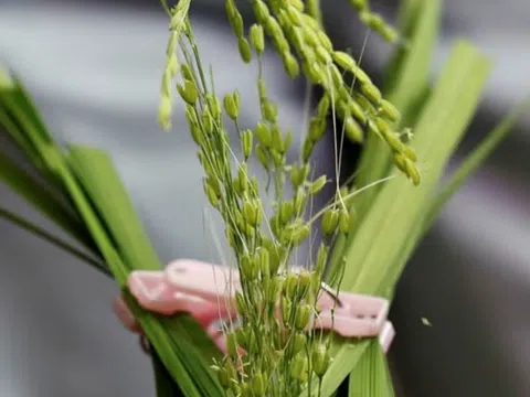 Dân Nhật đổ xô mua gạo Việt Nam giữa cơn sốt giá kỷ lục, chuyện gì đang xảy ra?