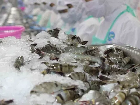 Tôm Việt 'bơi ngược dòng' thuế quan, cán mốc hơn 1 tỷ USD sau 4 tháng