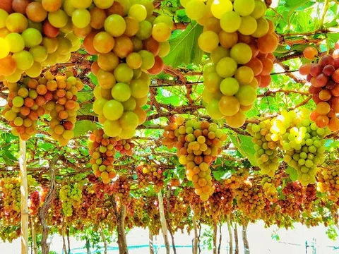 Siêu thực phẩm trồng rất nhiều ở Ninh Thuận, khiến bác sĩ tim mạch và da liễu gật gù khen ngợi