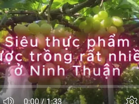 Siêu thực phẩm được trồng rất nhiều ở Ninh Thuận