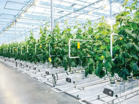 Cần chính sách tối ưu hơn để nông nghiệp đô thị tạo thêm mảng xanh cho thành phố