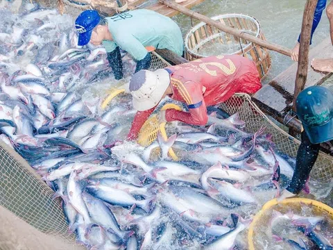 Thủy sản Việt Nam đang được các nhà mua hàng Châu Âu tìm kiếm trở lại