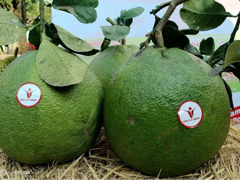 Xuất khẩu lô bưởi da xanh Việt Nam đầu tiên chính ngạch sang Úc