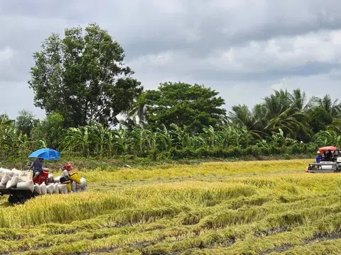 'Giải cứu' lúa: Gọi 20 doanh nghiệp may ra có 10 nơi nghe máy