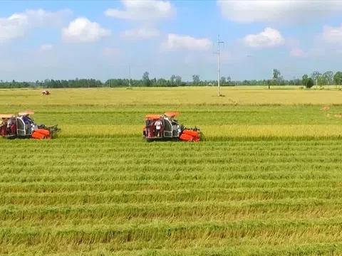 Việt Nam xem xét giảm diện tích đất trồng lúa