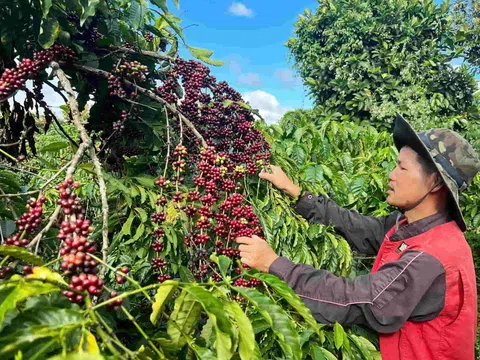 Tìm lời giải bán cà phê Robusta Việt giá cao