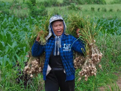 Từ lợi thế sâm Ngọc Linh, quế Trà Bồng, tỏi Lý Sơn… Quảng Ngãi muốn thành trung tâm dược liệu
