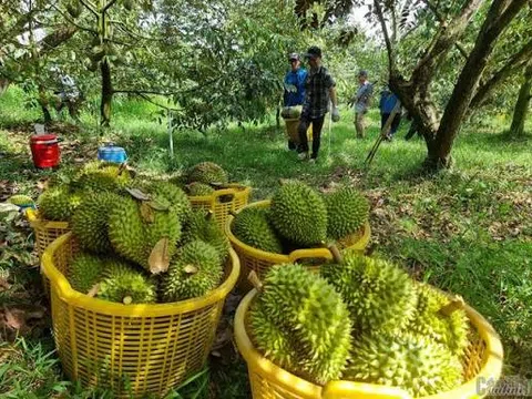Trung Quốc vừa cấp thêm 567 mã vùng trồng, sầu riêng Việt Nam lập tức đặt mục tiêu 4 tỷ USD