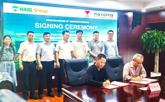 Cà phê của Bầu Đức có thể xuất khẩu nghìn tấn tới Trung Quốc