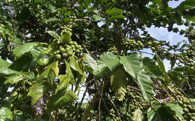 Giá cà phê xuất khẩu bình quân giảm gần 20%