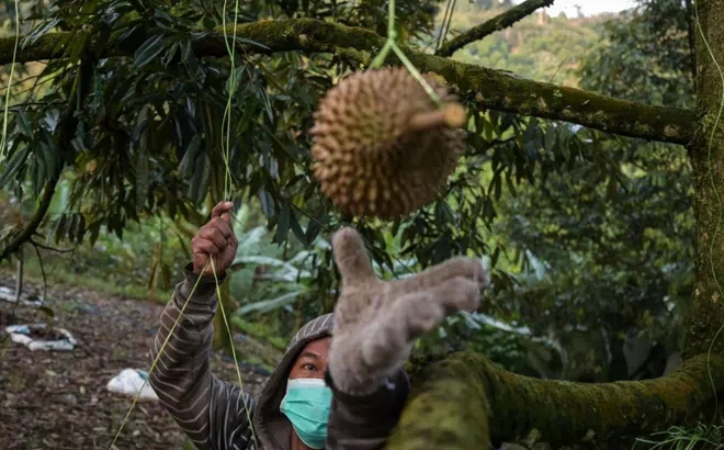Malaysia muốn mượn đường bộ Thái Lan để xuất sầu riêng sang Trung Quốc